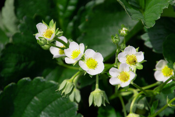 Some beautiful white flowers strawberries plant lit by the warm sun