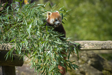 Photography of red panda eating bamboo