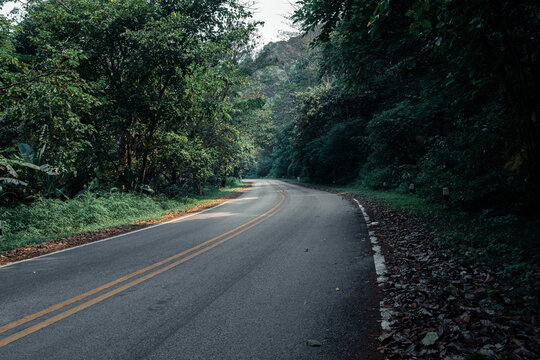 Empty tourist road in the mountains with trees on both sides