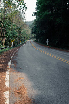 Empty tourist road in the mountains with trees on both sides