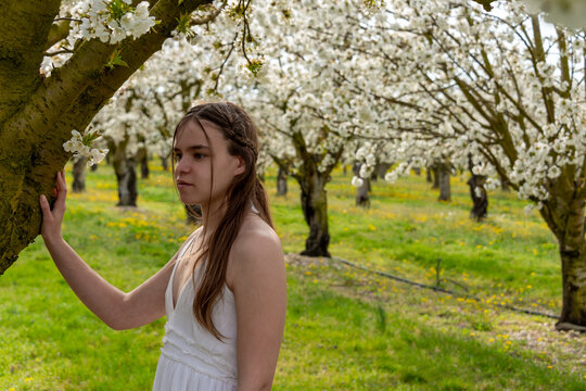portrait of a young woman wearing a white dress  in  a cherry orchard with trees in blossom. spring summer image .