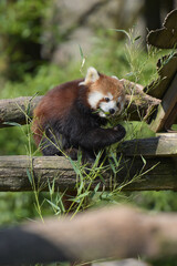 Photography of red panda eating bamboo