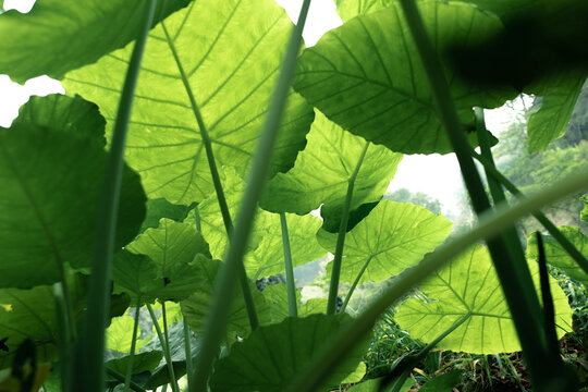 Green background and Elephant ear