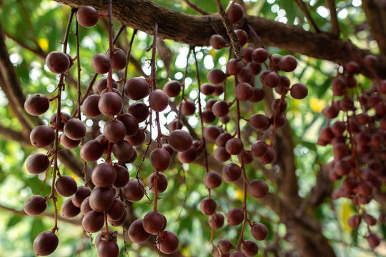 Burmese grape, wild in nature and ripening