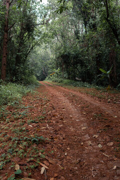 Empty tourist road in the mountains with trees on both sides
