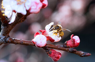 flowering apricot on blossom background with bee