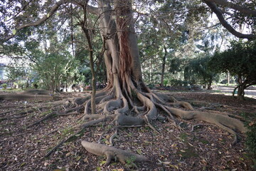 Napoli - Radici di Ficus Magnolioide nell'Orto Botanico