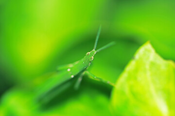 The green grasshopper on a leaf