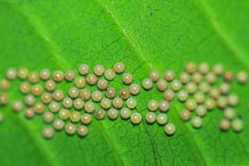 Egg of insect on green leaf