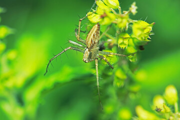 The link spider on leaf