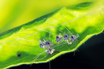 Egg of insect on green leaf
