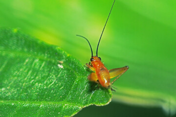 The red cricket on a leaf