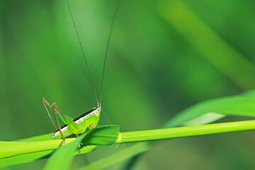 The green grasshopper on a leaf