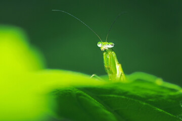 A green boxing grasshopper on branch