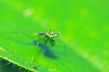A green boxing grasshopper on branch