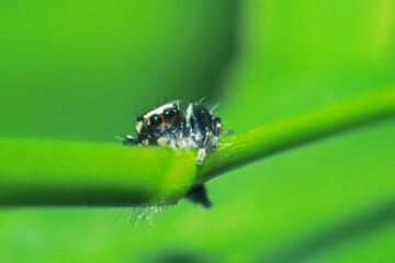 A jumper spider on green leaf