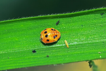 The ladybird on green leaf