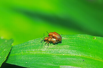 The red beetle mating on green leaf