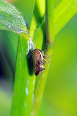 The aphid on leaf in nature