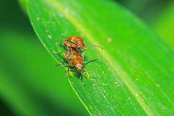 The red beetle mating on green leaf