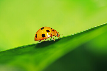The ladybird on green leaf