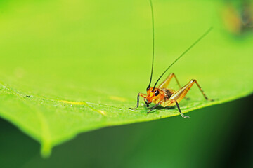 The red cricket on a leaf