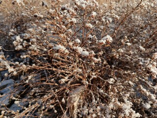 close up of grass