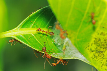 A red ant on leaf