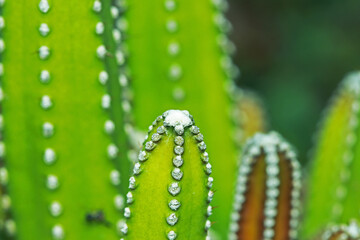 Close-up the cactus in the garden