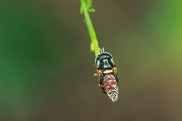 A fly insect on the branch