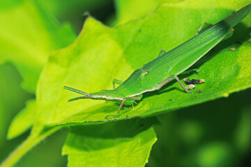 The green grasshopper on a leaf