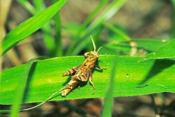 A little grasshopper on wild seed