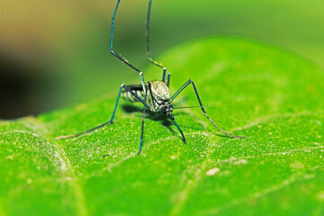 The mosquito on green leaf