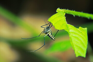 The mosquito on green leaf