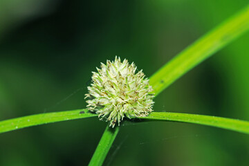 Fototapeta premium Wild grass flower in the forest