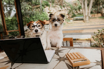 Two Jack russell dogs working with a computer laptop and glasses outdoors. Pet friendly concept