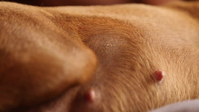 Puppies are moving in the belly of a pregnant dog. 