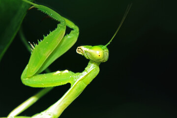 A green boxing grasshopper on branch