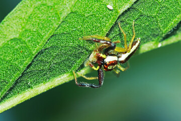 A jumper spider on green leaf