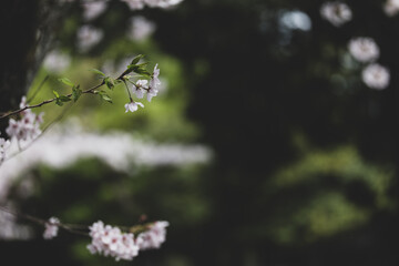 おだやかな雰囲気の桜の花