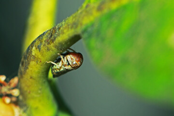 The aphid on leaf in nature