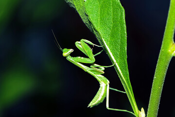 A green boxing grasshopper on branch
