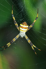 a long leg spider on web