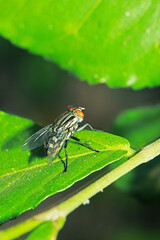 A fly insect on green leaf