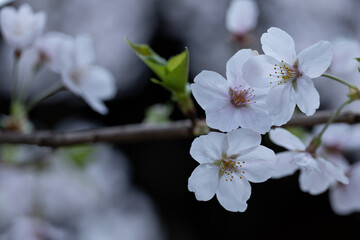 おだやかな雰囲気の桜の花