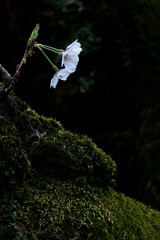 おだやかな雰囲気の桜の花