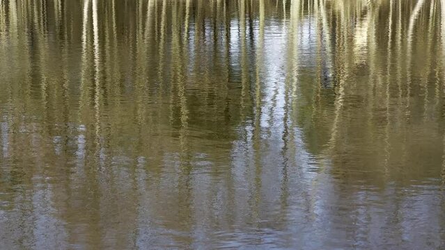 LUSTRZANE ODBICIA DRZEW W WODZIE. RUCHOME TŁO Z LUSTRZANYM ODBICIEM DRZEW W WODZIE.