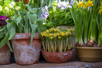 Several flower pots with bright spring flowers stand in a row. Bulbous primroses are a symbol of spring.