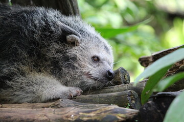 sleeping binturong