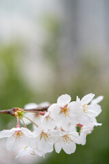 Someiyoshino-Sakura, the most loved cherry blossom in Japan with copy space